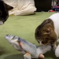 リアルな魚のおもちゃが気に入った猫さんたち！