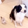 犬がいる家にきた保護子猫→『よく一緒にいるな』と思ったら…愛おしくてた…