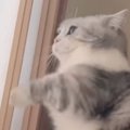 朝になると障子を攻撃し始める猫→突然、『立ち上がる』と…『全力すぎ…