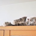 猫も「死んだフリ」をする？考えられる3つの理由と、よく見られるシーン