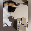 手が出てくる貯金箱を猫に見せたら…想像以上に『興味津々な様子』が可…