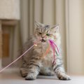 猫が夢中になる『猫じゃらし』を使った遊び方6選　本能をくすぐる上手…