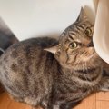 『ケージに入れたはずの保護猫がいない』と思ったら…まさかの『ケージの状…