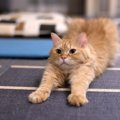 猫も『肩こり』に悩んでいるって本当？3つの原因や効果的なマッサージの方…