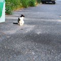 猫を網で捕獲！安全な方法と注意点