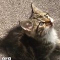 空から降って来た子猫のレスキュー。傷だらけの体を救えるのか