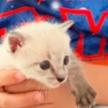 小さな男の子と子猫→仲良くなり、10か月が経つと…本当の兄弟のような『素…