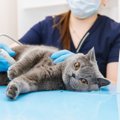 『免疫力が低下している猫』が見せる症状3選　免疫力アップのための対策も