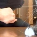 猫と追いかけっこ中、かかとを盛大にぶつけた飼い主→猫の顔を見てみると……