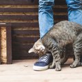 猫は罪悪感を感じる？イタズラがばれた時にする5つの仕草