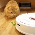 『猫の宝物』をロボット掃除機が回収→猫が必死で追いかけて…『哀愁漂う背…