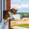 『フライングキャットシンドローム』とは？猫を危険にさらす症状や対…