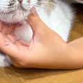 夏休みに突入した息子→大喜びで『猫』を抱きかかえたら…まさかの『猫の表…