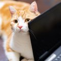 猫の行動で起こりうる『パソコントラブル』3選　故障を招く恐れも？予防す…