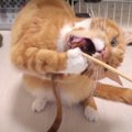 本気で急所を狙う！容赦なく噛んじゃう猫ちゃん