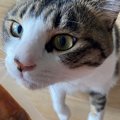 こ、これは…違うんです！炊き込みご飯の素を狙う猫さんが話題♡