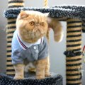 猫ちゃんの「洋服」は賛否両論？着せるメリットとデメリットを獣医が解説