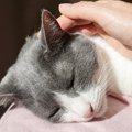 猫のための『終活』とは？愛猫が元気なうちに考えておきたい7つの決め…