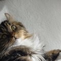 猫が飼い主と信頼関係を築けているときの行動5つ