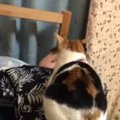 自分から乗ってきたくせに…男性が動くと→猫が見せたとんでもなく理不尽な…