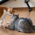 猫も『いじめ』をすることが…気をつけるべき4つのサインと対処法