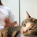 プロドラマーが猫に『ケツドラム』をした結果…まさかすぎる反応が226…