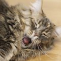 猫が喉に異物を詰まらせた！すぐにやるべき対処法２つ