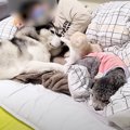 子猫とハスキー犬たちと『いっしょの布団で添い寝』してみた結果…羨ましす…