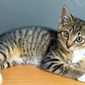 保護猫と３週間でお別れ→悲しんでいたら、『子猫の里親探し』を頼まれ…
