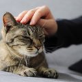 15年間にわたって官邸勤務を続け、このたび7人目の首相を迎えた「伝説のネ…