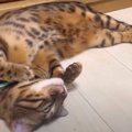 あたたかくて『トド』みたいになった猫くん♡