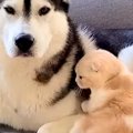大型犬に育てられたネコ→隣に寄り添って…あまりにも尊い『相思相愛な…