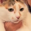 女の子が『大きな猫』を抱っこしようとした結果…泣けるほど可愛い『ふたり…