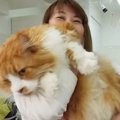 『10キロオーバーの大きな猫』をプロがシャンプー…驚きのサイズ感に「馬じ…