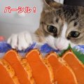 初めてのシルバーサーモン！猫ちゃん達の反応は？