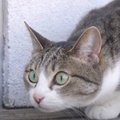 少し視点を変えてみる？日々を楽しむ猫的ライフスタイル