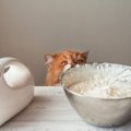 猫に『生クリーム』を与えても問題ない？知っておきたい3つの注意点から健…