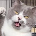 「夜中に爆笑してしまった」ケージの前で立ち上がった猫…あまりにも陽気す…