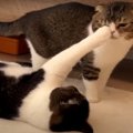 親子喧嘩になった猫さんたち！勝負の結果は？