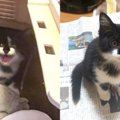 草むらから聞こえる子猫の鳴き声……保護してパパに起こった変化に胸キ…