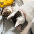 『人生で一番のモテ期だった…』猫の飼い主さんの肩を見てみると？→幸せす…
