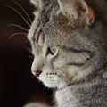 猫が『ため息をついている』ときの理由3選　読み取れる心理から注意す…