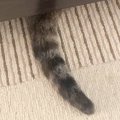 ふと床を見たら、『猫のしっぽ』が…落ちているように見える『驚きの光…