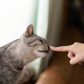 猫が『鼻を触られた時』の心理3つ！嫌な気持ちにならないの？