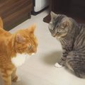 喧嘩を仕掛けてみたけれどやっぱり怖くなって萎縮しちゃう猫さん