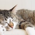 猫が人間だったら何歳？簡単計算式でニャンコの成長を知ろう！