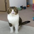 遊ぼうニャ！飼い主さんへ圧をかける親子猫さん