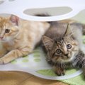 猫が『飼い主さんに隠れてコソコソやっていること』5選　後ろめたさでもあ…