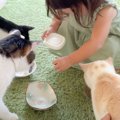 猫に1歳児が『初めてご飯をあげた』結果…素敵な『気遣い』に感動する…