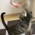 紐を噛みきってしまう猫ちゃんにお勧めしたい！びょんびょん猫じゃらし